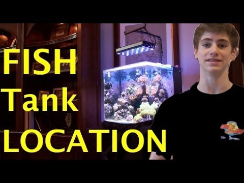 Fish Tank Location - Where to Place Your Fish Tank